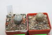 Pelecyphora strobiliformis and aselliformis  (2)