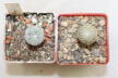 Pelecyphora strobiliformis and aselliformis  (6)