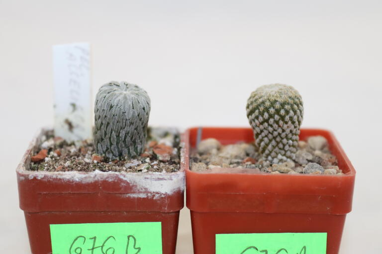 Pelecyphora strobiliformis and aselliformis  (3)