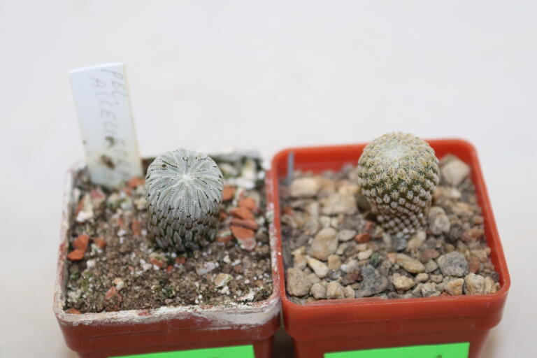 Pelecyphora strobiliformis and aselliformis  (4)