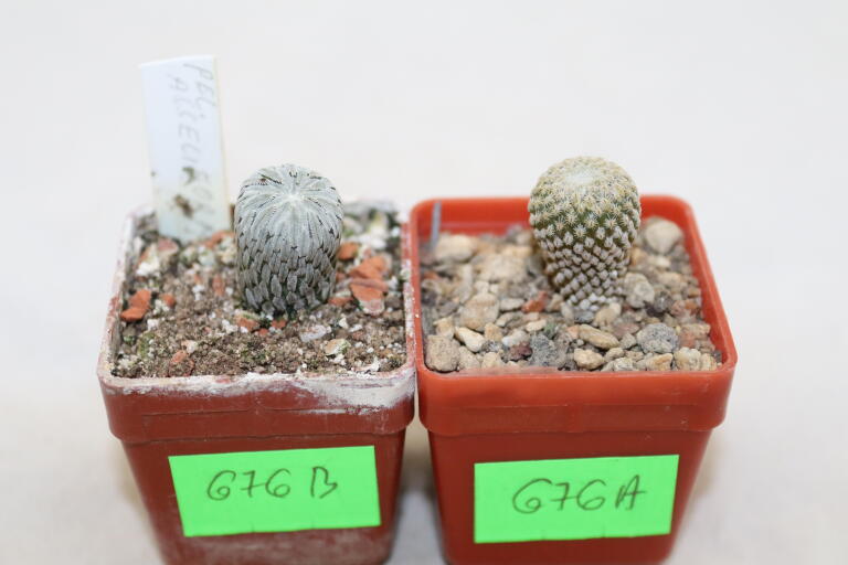 Pelecyphora strobiliformis and aselliformis  (5)