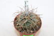 Gymnocalycium cardenasianum
