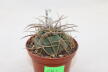 Gymnocalycium cardenasianum (3)