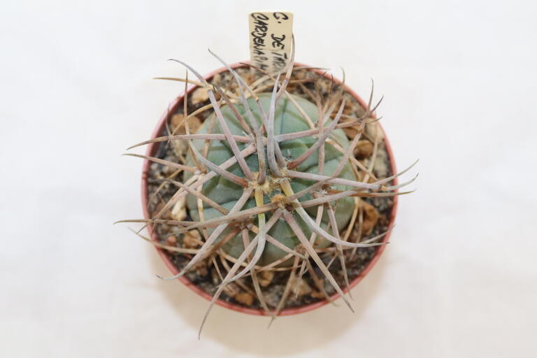 Gymnocalycium cardenasianum (2)