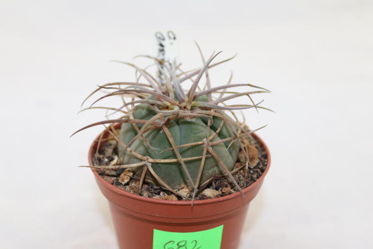 Gymnocalycium cardenasianum (3)