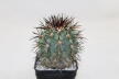 Copiapoa calderana