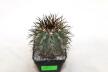 Copiapoa calderana (2)