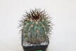 Copiapoa calderana (4)