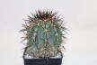 Copiapoa calderana (5)