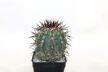 Copiapoa calderana (6)