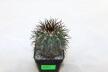 Copiapoa calderana (7)