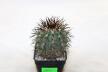Copiapoa calderana (8)