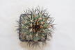 Copiapoa calderana (9)