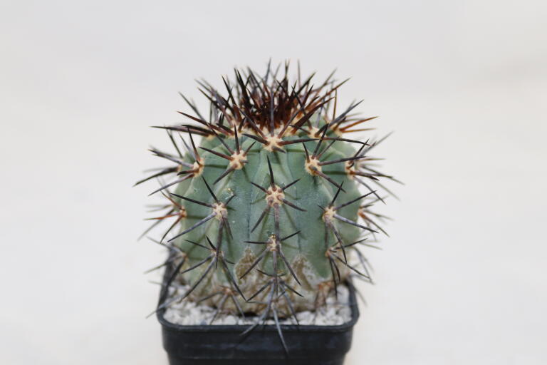 Copiapoa calderana