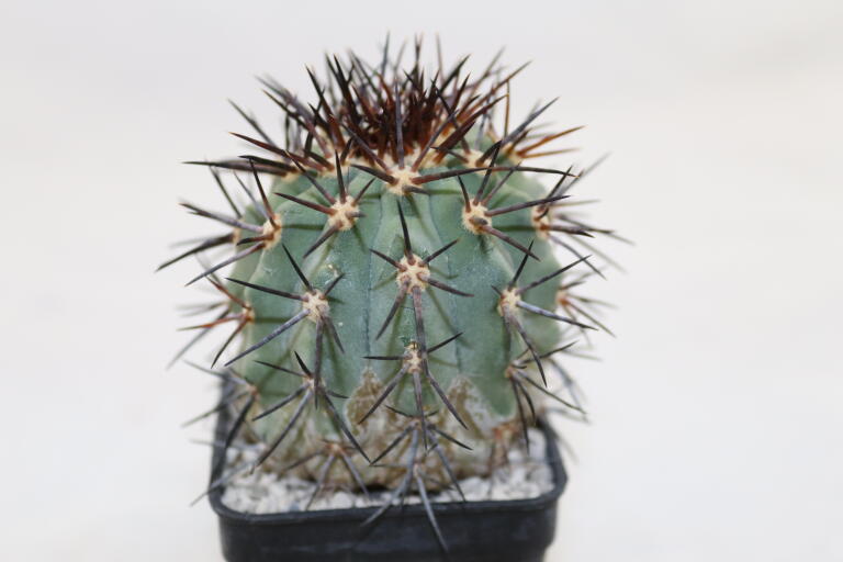 Copiapoa calderana (3)