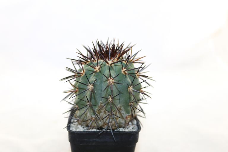 Copiapoa calderana (6)