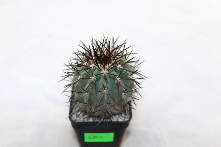Copiapoa calderana (7)