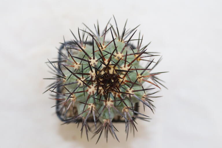 Copiapoa calderana (9)