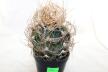 Astrophytum capricorne BIG = Beautiful Thorns 