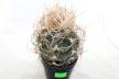 Astrophytum capricorne BIG = Beautiful Thorns  (2)