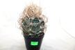 Astrophytum capricorne BIG = Beautiful Thorns  (3)