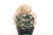 Astrophytum capricorne BIG = Beautiful Thorns  (4)