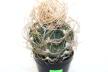 Astrophytum capricorne BIG = Beautiful Thorns  (5)