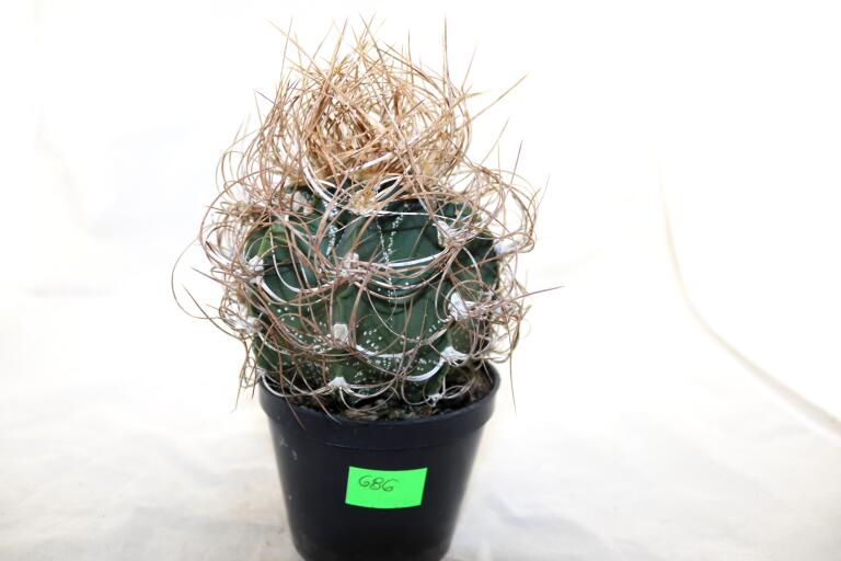 Astrophytum capricorne BIG = Beautiful Thorns  (3)