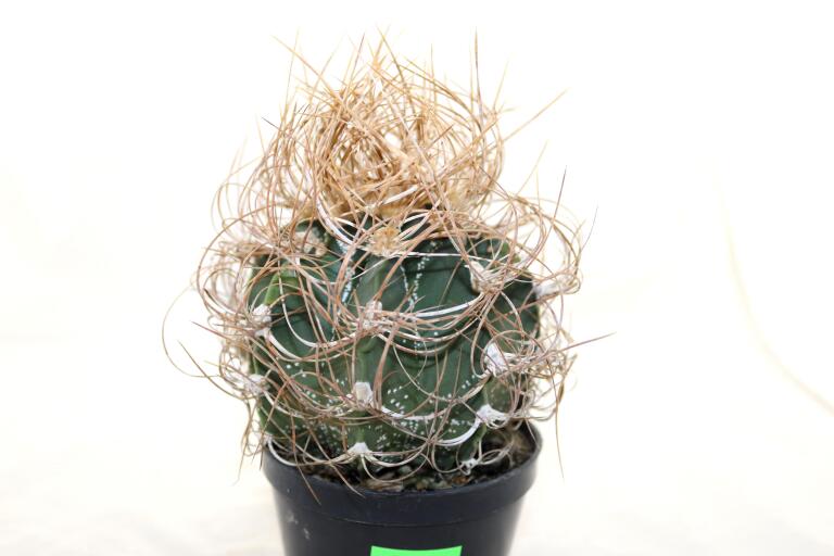Astrophytum capricorne BIG = Beautiful Thorns  (4)