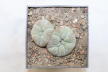 Lophophora williamsii Two Heads 