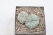Lophophora williamsii Two Heads  (2)