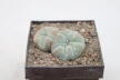 Lophophora williamsii Two Heads  (3)