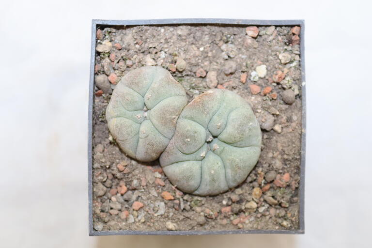 Lophophora williamsii Two Heads 