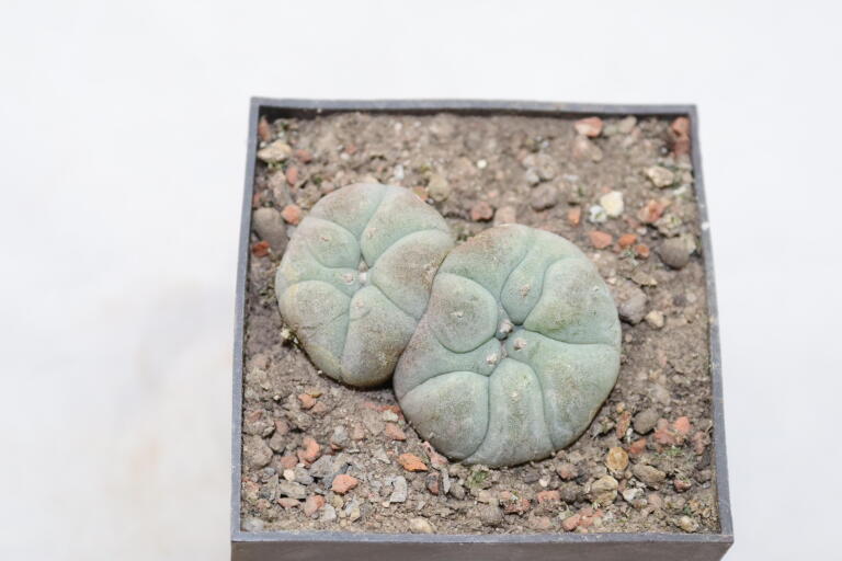 Lophophora williamsii Two Heads  (2)