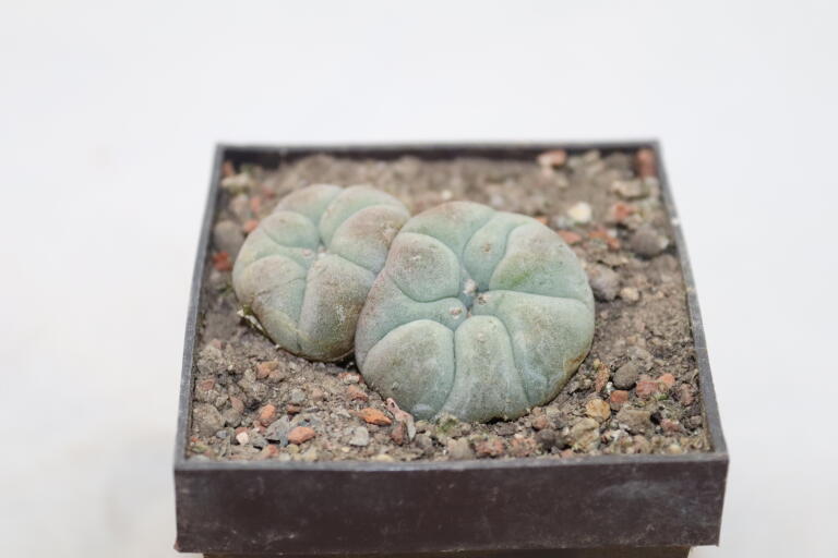 Lophophora williamsii Two Heads  (3)