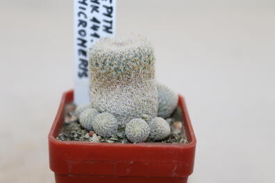 Epithelantha micromeris MK 141.430