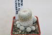 Epithelantha micromeris MK 141.430 (2)