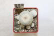 Epithelantha micromeris MK 141.430 (3)