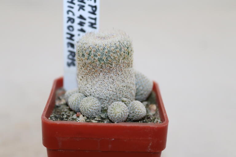 Epithelantha micromeris MK 141.430