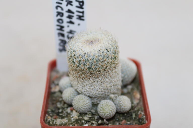 Epithelantha micromeris MK 141.430 (2)