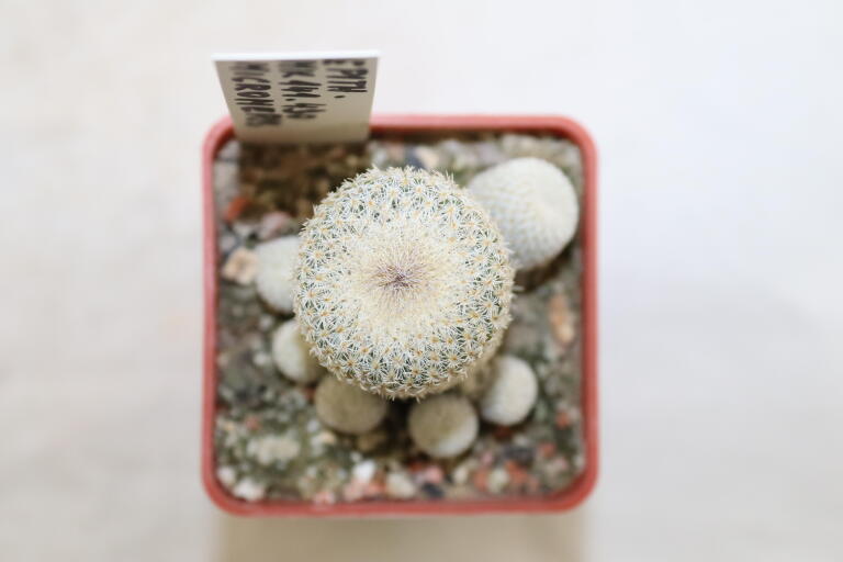 Epithelantha micromeris MK 141.430 (3)