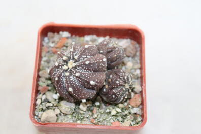 Astrophytum asterias Multiheads 