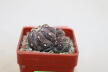 Astrophytum asterias Multiheads  (2)