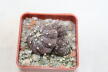 Astrophytum asterias Multiheads 