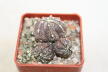 Astrophytum asterias Multiheads  (3)
