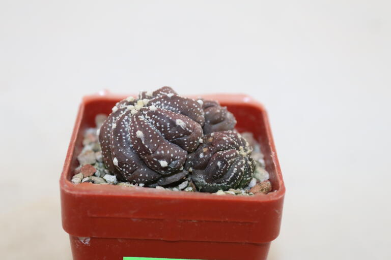 Astrophytum asterias Multiheads  (2)