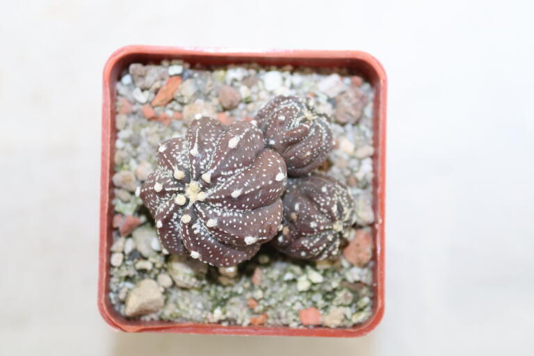 Astrophytum asterias Multiheads  (4)