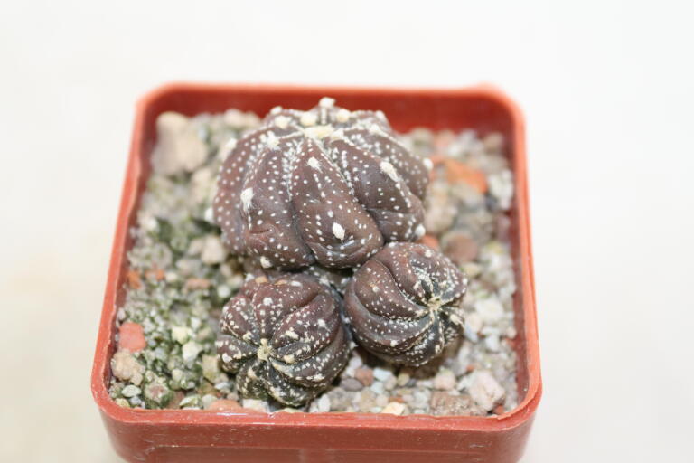 Astrophytum asterias Multiheads  (3)