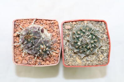 Turbinicarpus panarottoi + bonatzii 