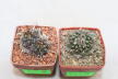 Turbinicarpus panarottoi + bonatzii  (2)